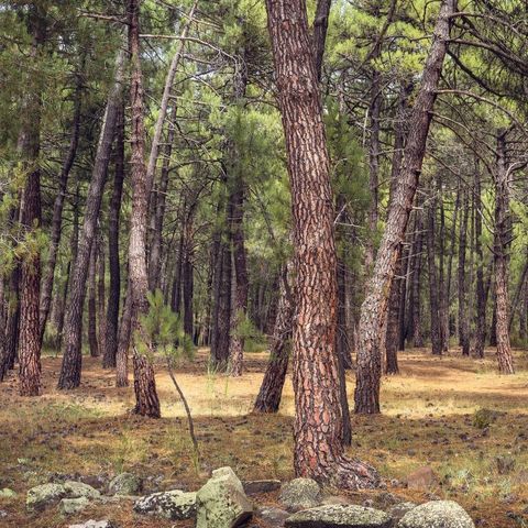 Camping Sierra de Javalambre - Teruel - Image N°6