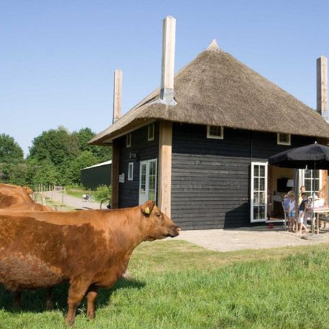 Hébergement pour groupe 10 personnes - 2 maisons de vacances à Reggehooiberg