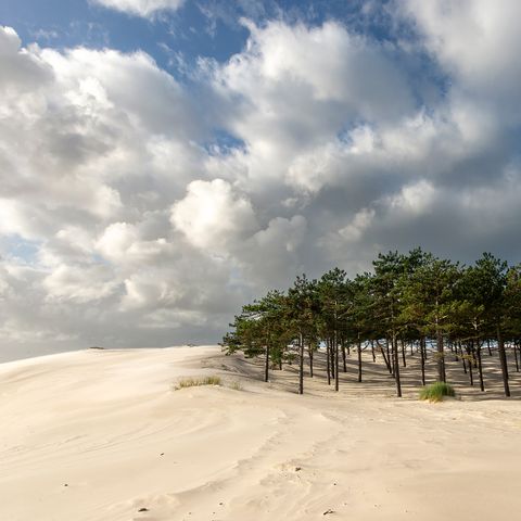 Vakantiepark Schoorlse Duinen - Bergen - Image N°6