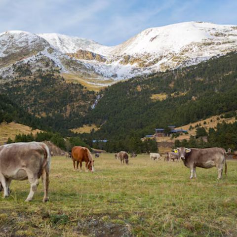 Pierre & Vacances Résidence La Merceria - Andorre - Image N°4