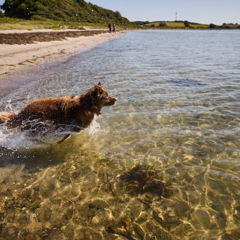 Vodatent Emmerbølle Strand Camping - Danemark du Sud - Image N°5