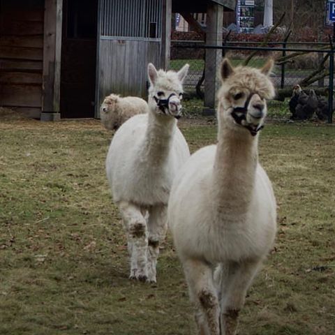 De Leughte Resort Renswoude - Renswoude - Image N°4