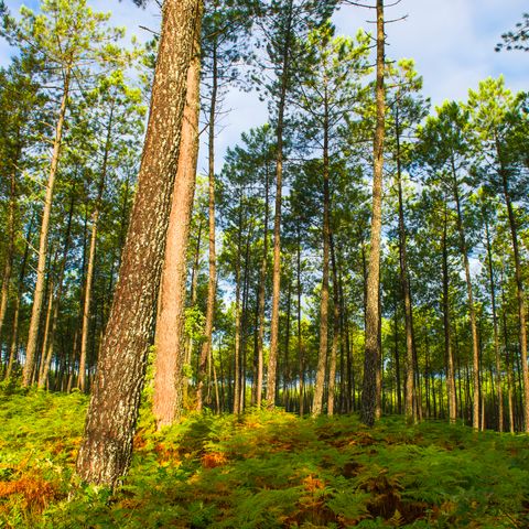 Résidence Goélia Les Jardins de l'Oyat - Landes - Image N°4