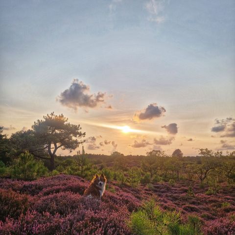 WestCord Aparthotel Boschrijck - Terschelling - Image N°4