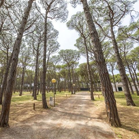 Emplacement - Emplacement Pinada Camper