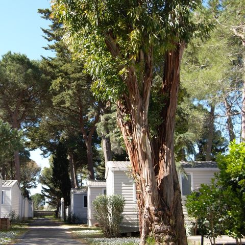 MOBILHOME 4 personnes - SUNÊLIA CONFORT PINÈDE
