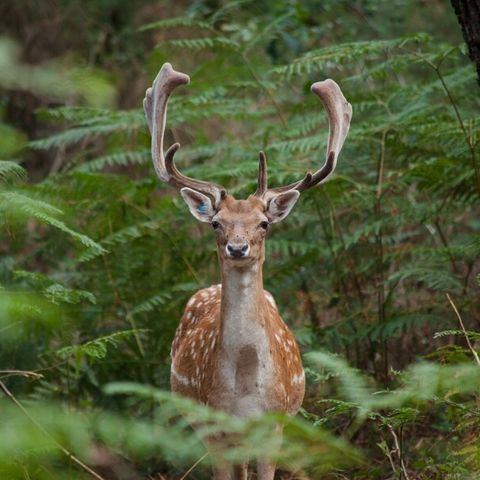 Center Parcs - Domaine Le Bois aux Daims - Camping Vienne - Image N°6
