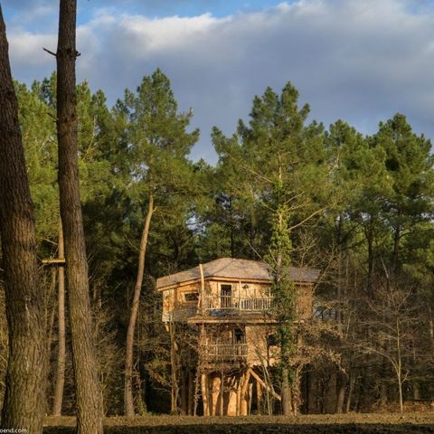 Hébergement 4 personnes - Maison de l'arbre BD400