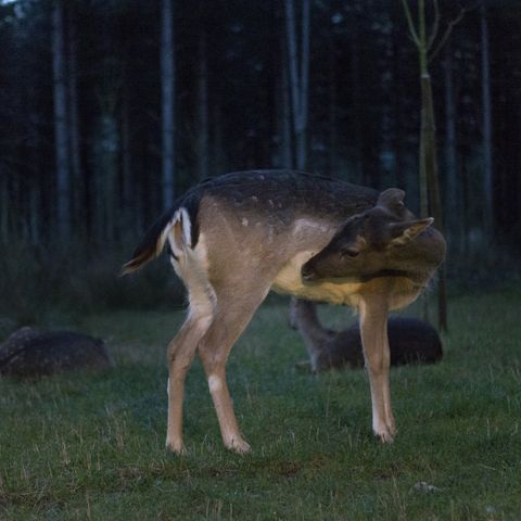 Center Parcs - Domaine Le Bois aux Daims - Camping Vienne - Image N°3