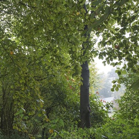 Bungalowpark Schuttersoord - Mook en Middelaar - Image N°6