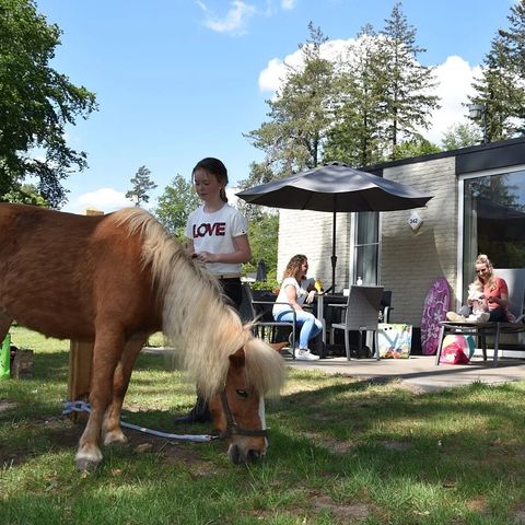 BUNGALOW 6 personnes - Poney