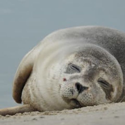 VILLA 6 personnes - Luxe villa (1-6p)