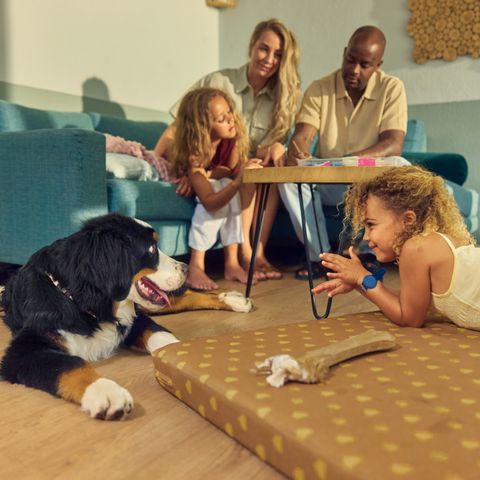BUNGALOW 4 personnes - Cottage chien 4 personnes