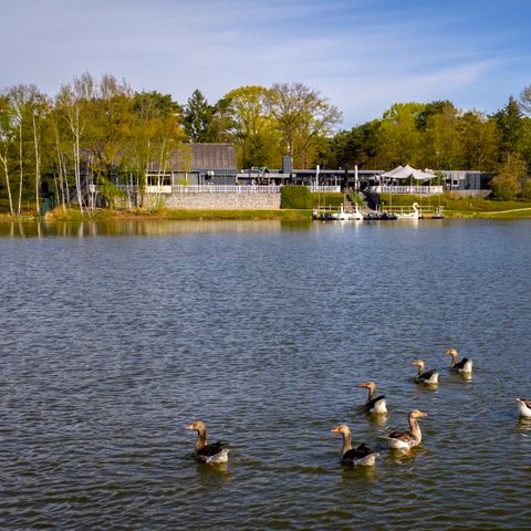 Landal Bospark 't Wolfsven - Geldrop-Mierlo - Image N°6