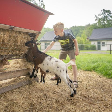 Bungalowpark Het Bosmeer - Weststellingwerf - Image N°2
