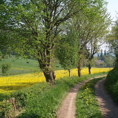 Buitenplaats De Mechelerhof - Gulpen-Wittem - Image N°6