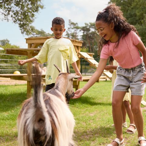 RCN Vakantiepark de Noordster - Westerveld - Image N°3