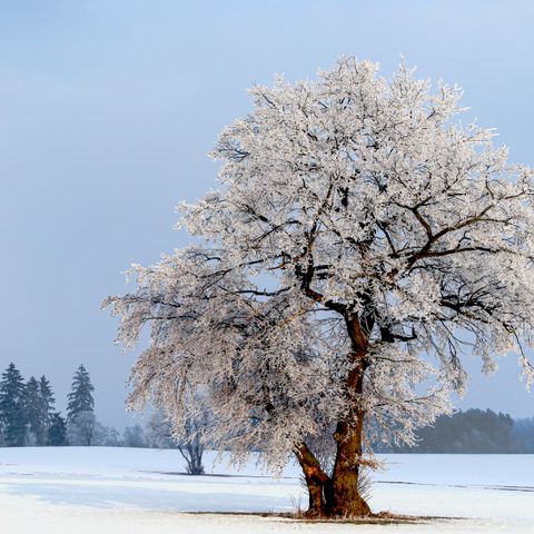 MOBILHOME 4 personnes - mobil home/chalet 2+2 Kids DAN910