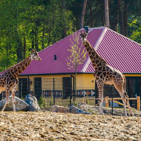 MAISON 6 personnes - Savannah Lodge