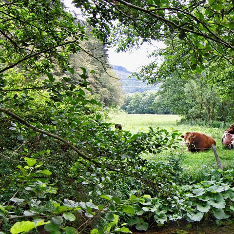 Sonnenhof Willingen - Hesse - Image N°3