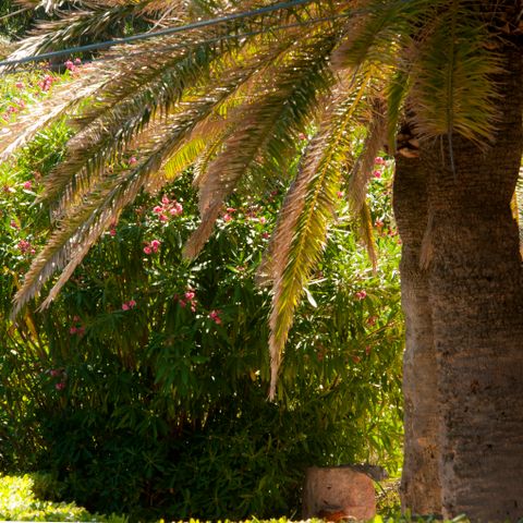 Résidence Goélia Le Domaine de La Pinède - Var - Image N°2