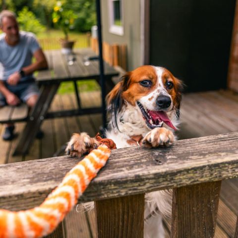 Tente en toile et en bois 6 personnes - Tente de glamping Dog Lodge
