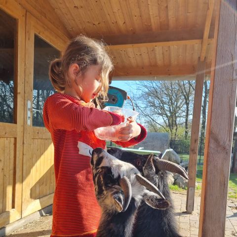 Ferienhof Brockzetel - Basse-saxe - Image N°5