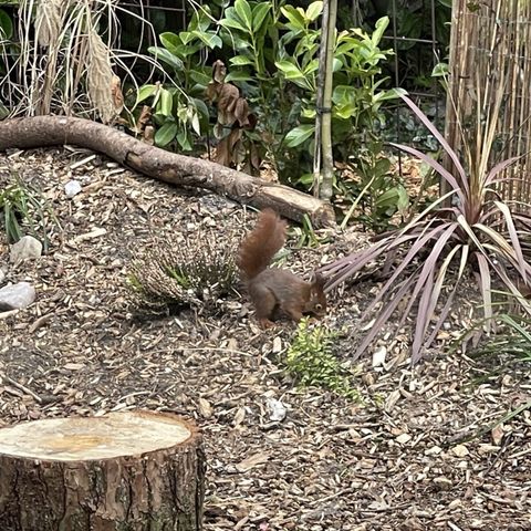 MOBILHOME 6 personnes - mobil home/chalet IJsselheide 67