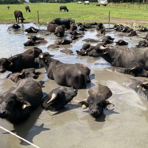 Vodatent Camping de Waterbuffelfarm  - Steenwijkerland - Image N°3