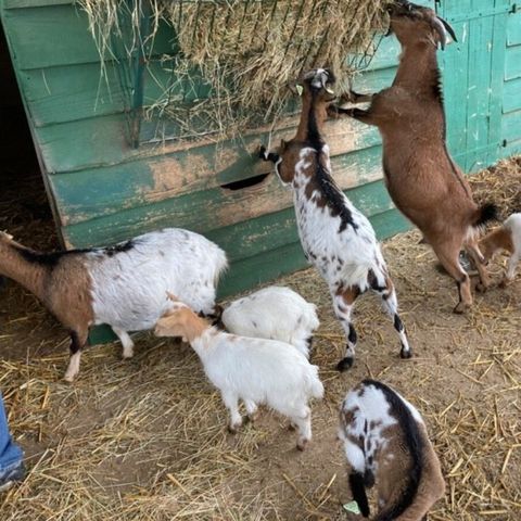 Vodatent Camping Fargogne - Tarn-et-Garonne - Image N°5