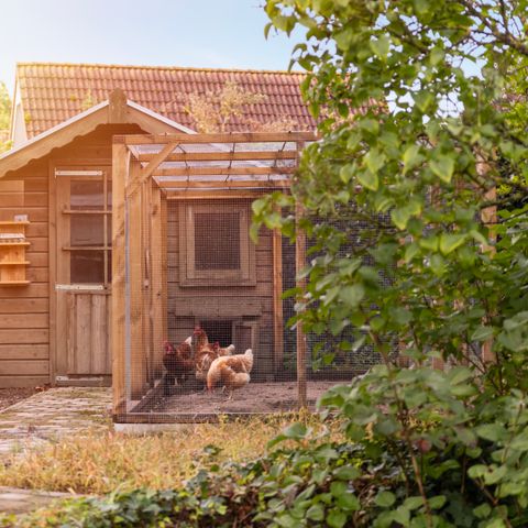 Summio Vakantiepark De Riethorst - Mook en Middelaar - Image N°2