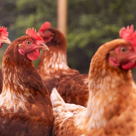 Summio Vakantiepark De Riethorst - Mook en Middelaar - Image N°3