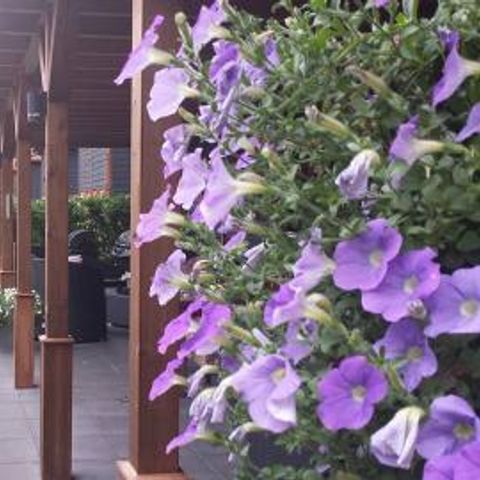 Vakantiepark De Eikensingel - Apeldoorn - Image N°6