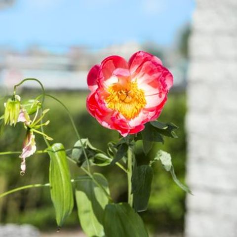 BUNGALOW 6 personnes - Confort