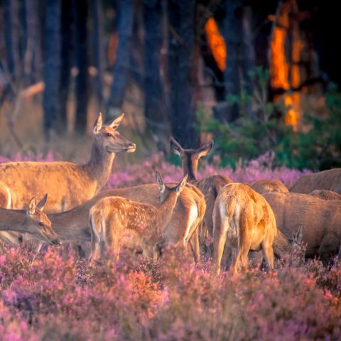 CHALET 6 personnes - Chalets d'été