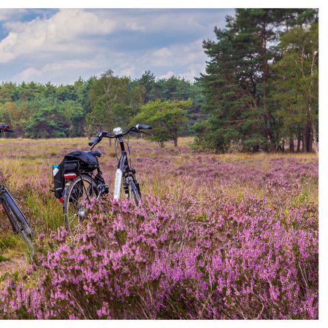 BUNGALOW 6 personnes - Paquet nature aigle nain